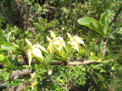 Himalrandia tetrasperma