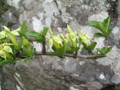 Himalrandia tetrasperma