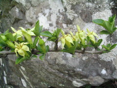 Himalrandia tetrasperma