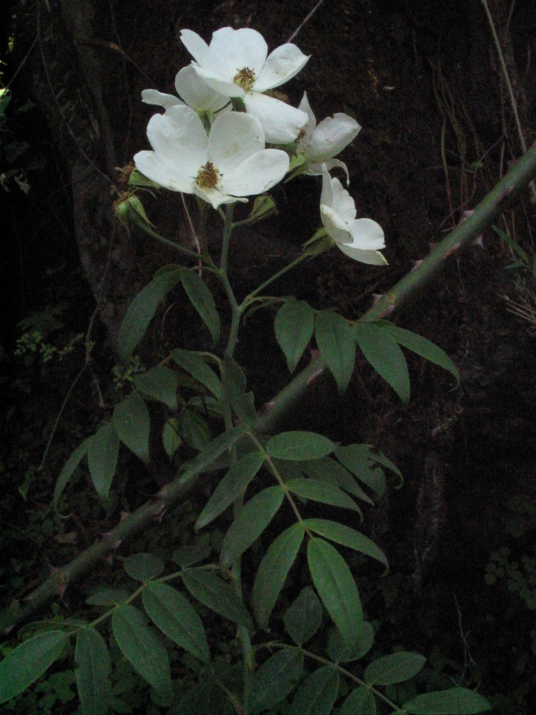 Musk rose