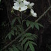 Musk Rose - Photo (c) T. Abe Lloyd, some rights reserved (CC BY-NC), uploaded by T. Abe Lloyd