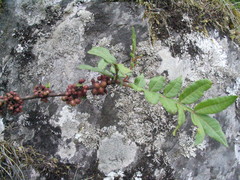Zanthoxylum armatum