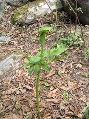 Arisaema tortuosum