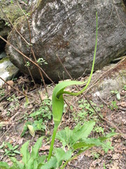 Arisaema tortuosum