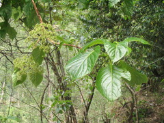Hydrangea anomala