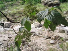 Hydrangea anomala