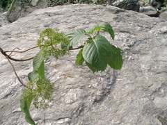 Hydrangea anomala