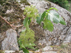 Hydrangea anomala
