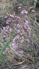 Stevia viscida