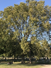 Ulmus americana