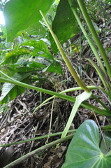 Anthurium colonense
