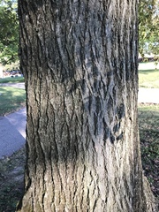 Ulmus americana
