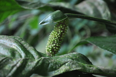 Anthurium bradeanum