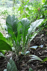 Anthurium bradeanum