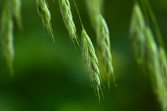 Bromus nottowayanus