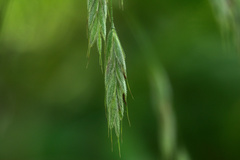 Bromus nottowayanus