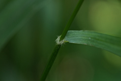Bromus nottowayanus