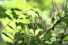 Bromus nottowayanus