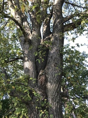 Ulmus americana