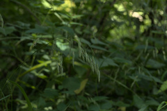 Bromus nottowayanus