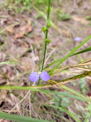 Comesperma sphaerocarpum