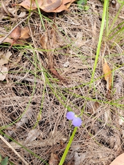 Comesperma sphaerocarpum