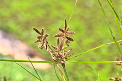 Cyperus diandrus