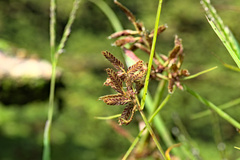 Cyperus diandrus
