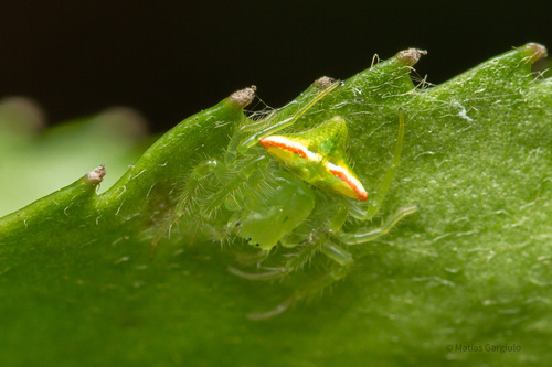 Gnolus spiculator · iNaturalist