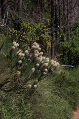 Phylica pubescens pubescens