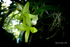 Cycnoches ventricosum