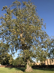 Platanus occidentalis