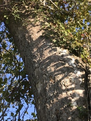 Platanus occidentalis