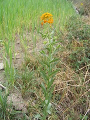 Erysimum melicentae