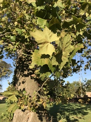 Platanus occidentalis