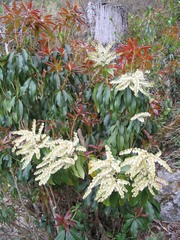 Pieris formosa