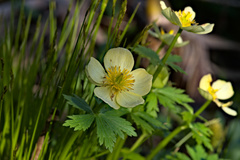 Trollius laxus laxus