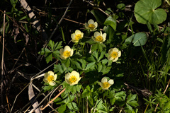 Trollius laxus laxus