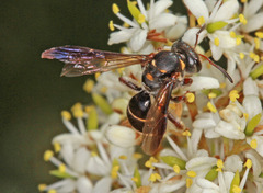 Lasioglossum peraustrale