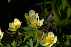 Trollius laxus laxus