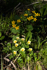 Trollius laxus laxus
