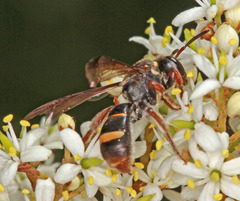 Lasioglossum peraustrale