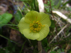 Trollius laxus laxus