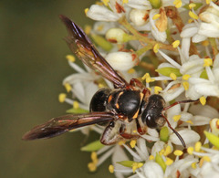 Lasioglossum peraustrale
