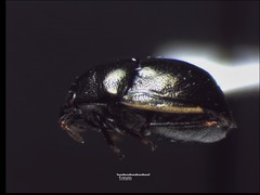 Corimelaena lateralis