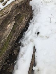 Didelphis virginiana