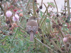 Empidonax albigularis