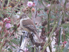 Empidonax albigularis
