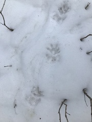 Didelphis virginiana