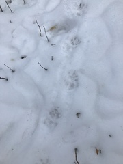 Didelphis virginiana